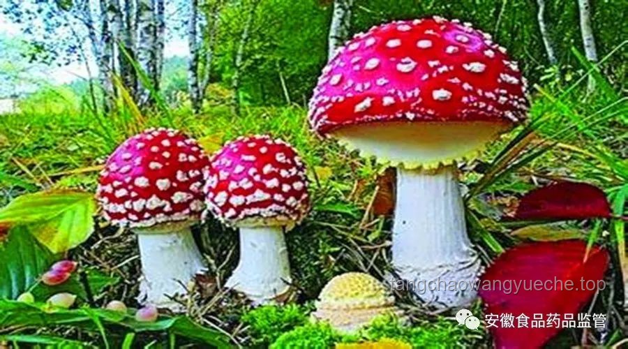 湖南毒蘑菇事件警示：野生蘑菇食用风险与防控趋势
